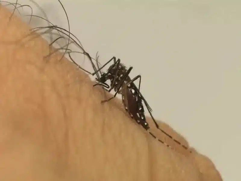 Mosquito Aedes aegypti, transmissor da dengue na Paraíba em 2026
